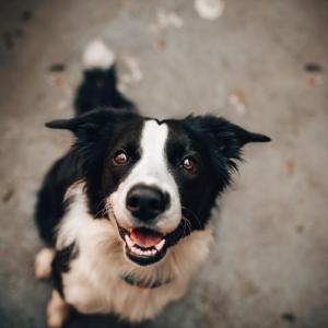 🐕 しばちゃん