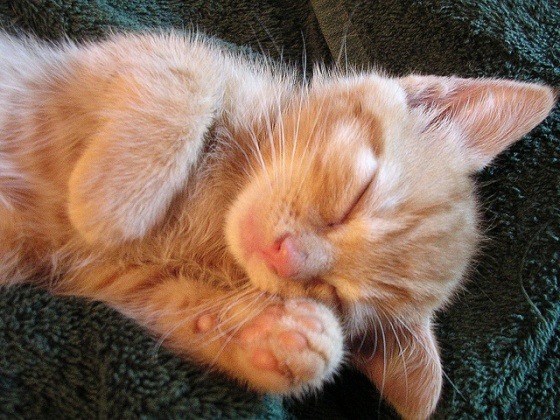 🐱 ねこちゃん
