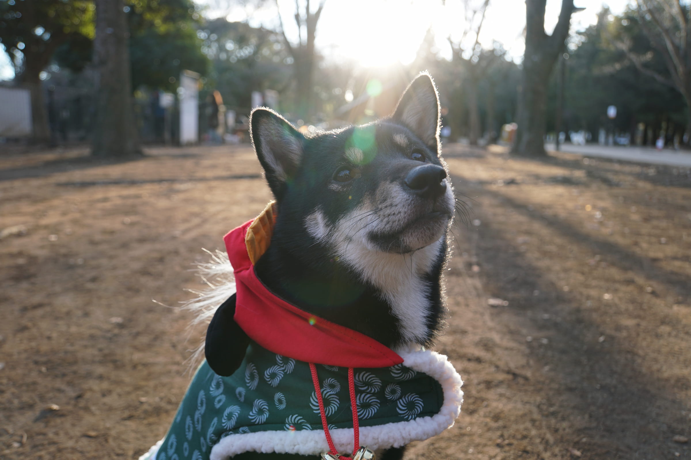🍂 しばちゃん(柴犬)